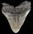 Bargain Fossil Megalodon Tooth - South Carolina #39237-2